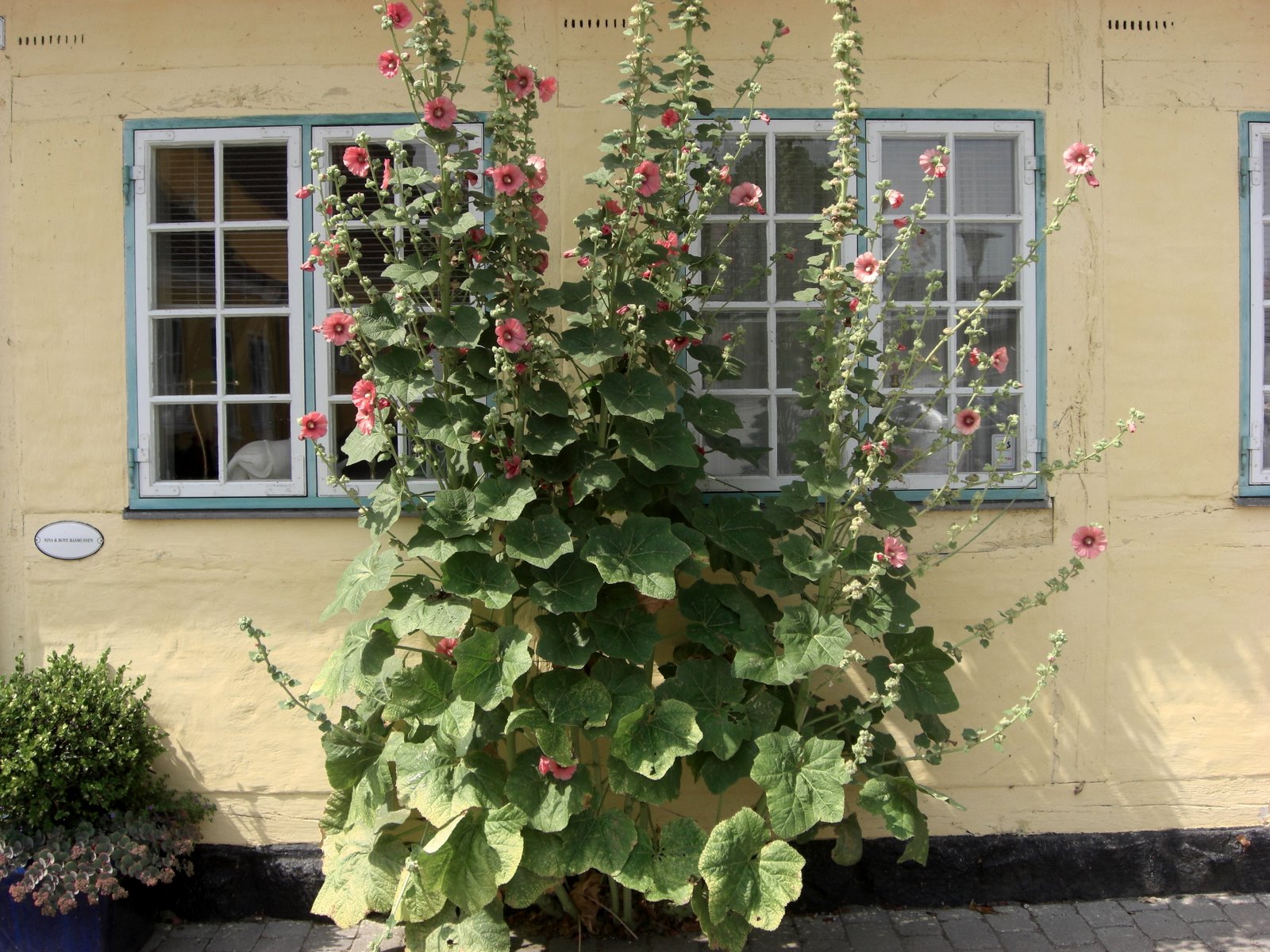 Dansk hus med have og blomster
